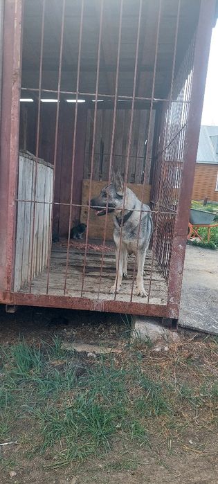 Продам шенят овчерки