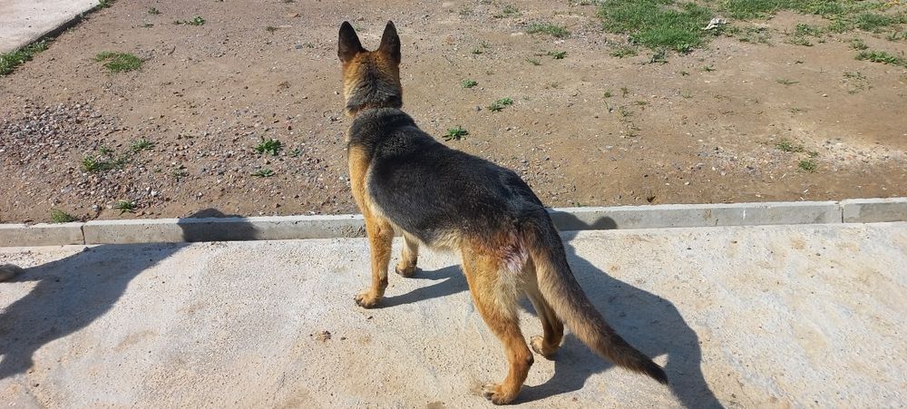 Афчарка камандаси бор,ургочи