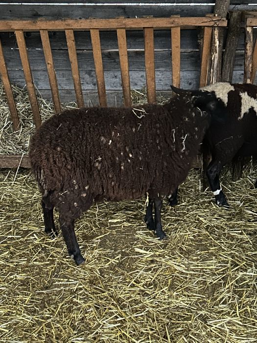 Vand schimb miei de carne