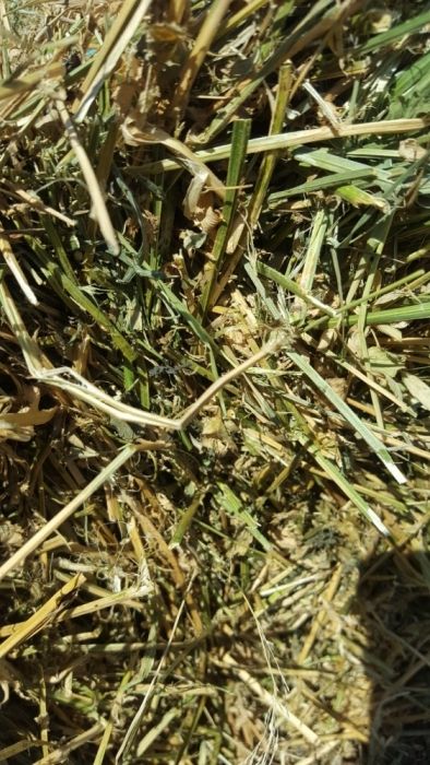 Baloti paie fan lucerna- Asiguram transport