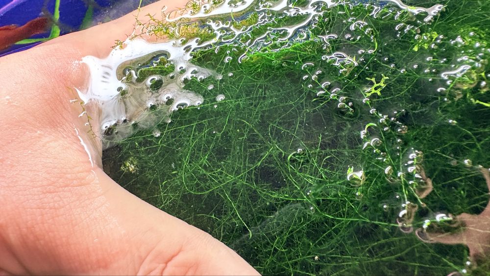 Moss plante de acvariu