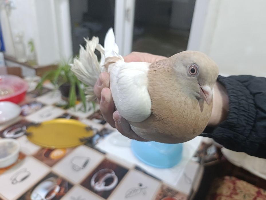 Голуби    Кабутар