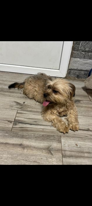 Yorkshire Terrier- 14 luni