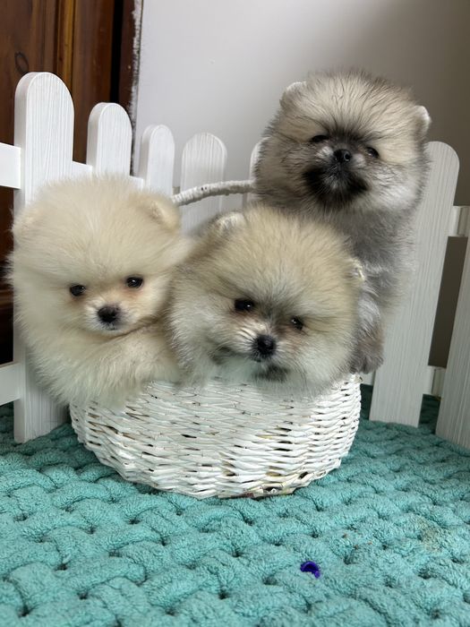 Померанский шпиц