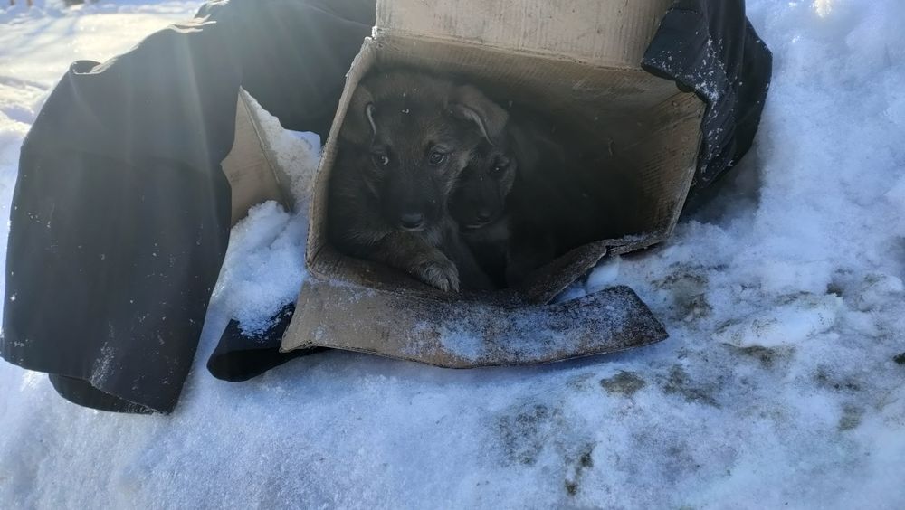 Щенки БЕСПЛАТНО отдам в добрые руки