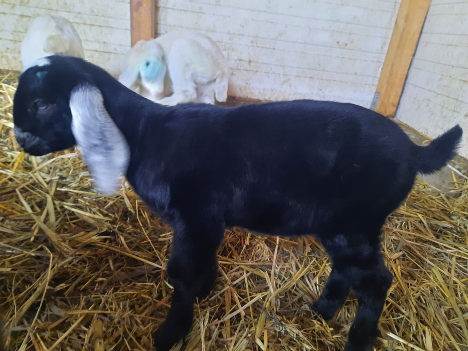 Vand Țapusor anglo-nubiana pur.