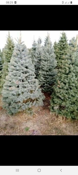 Vând plante ornamente diferite specii