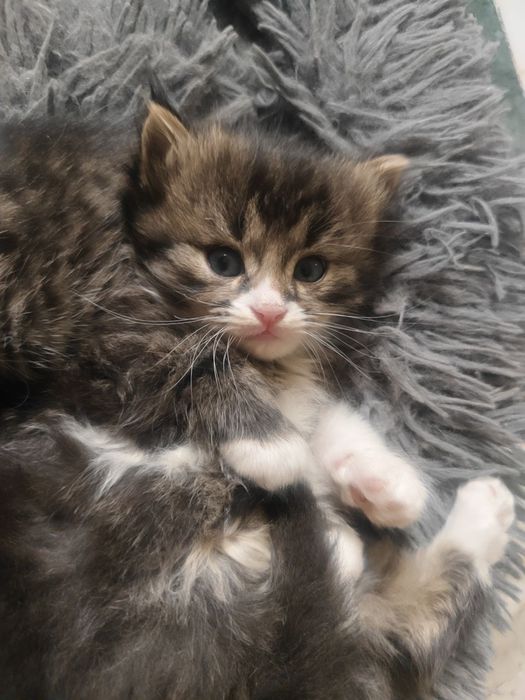 Котята, 1 мальчик и две девочки,, приучены к лотку.