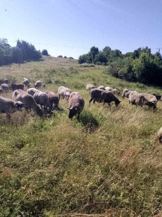 Vand 100 de oi Romanov gestante-rasa pura