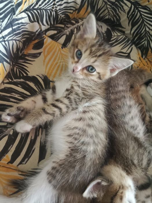 Отдам котят в добрые руки