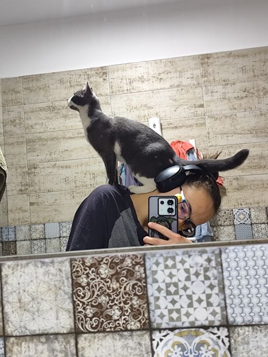 Adopție pereche pisici