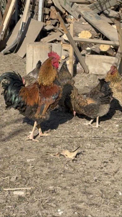 Кучинская юбилейнаяСицевая