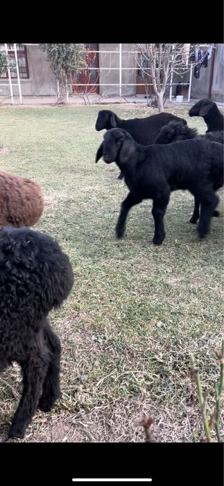 Qozichoqla sotiladi zoti husori