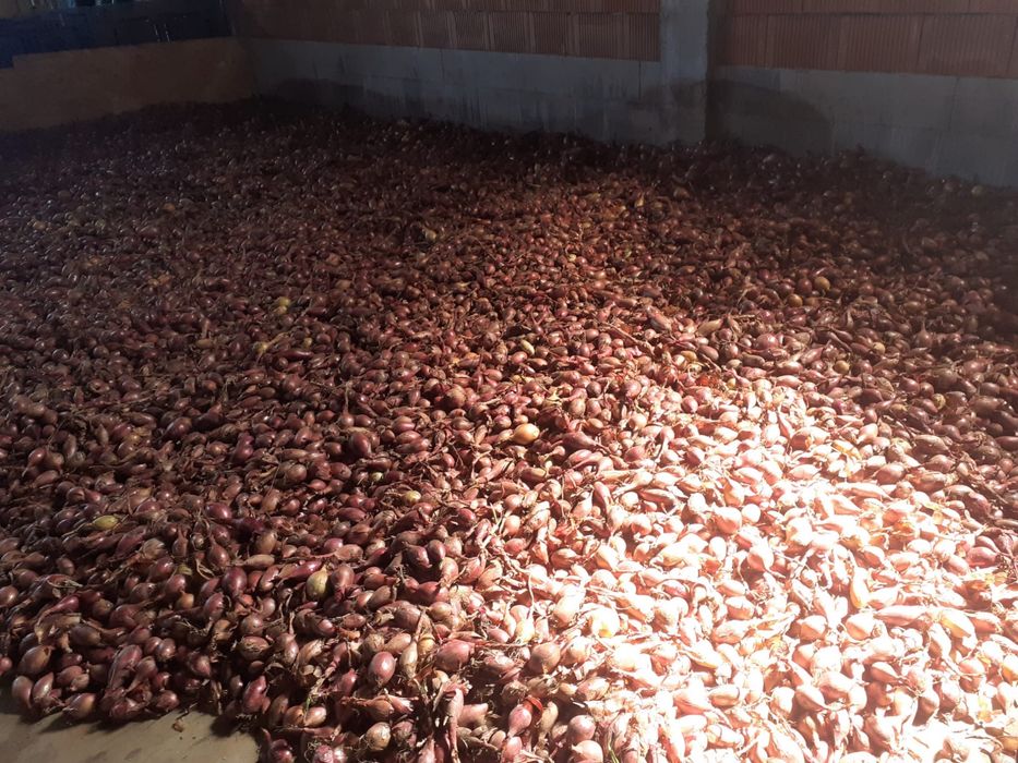 Vind ceapă roșie angro