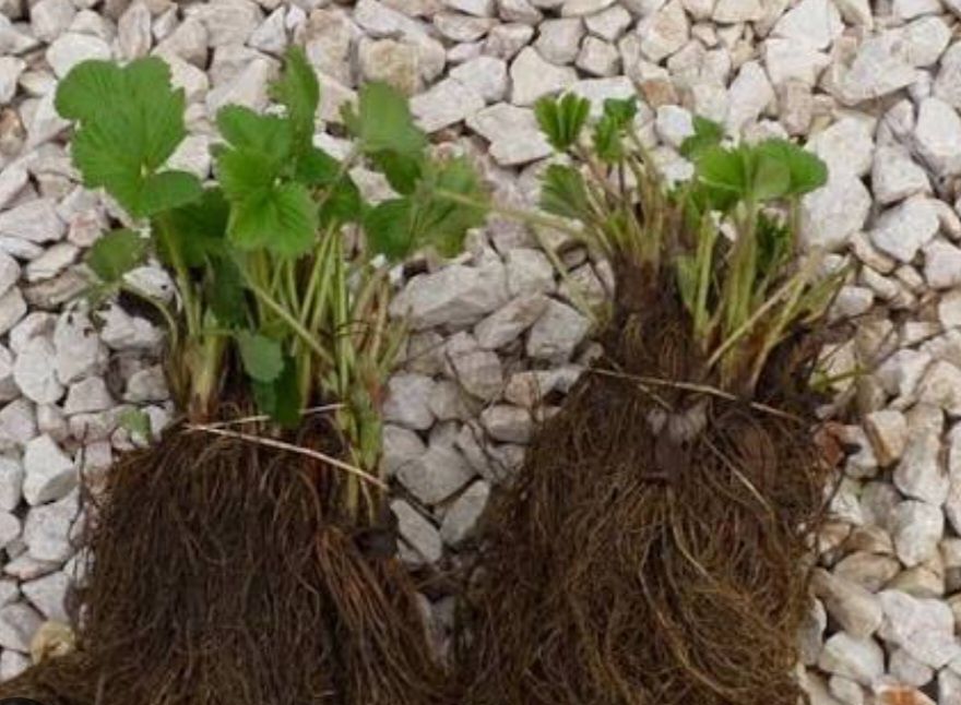 Продавам!! Расат Ягоди! Малини!