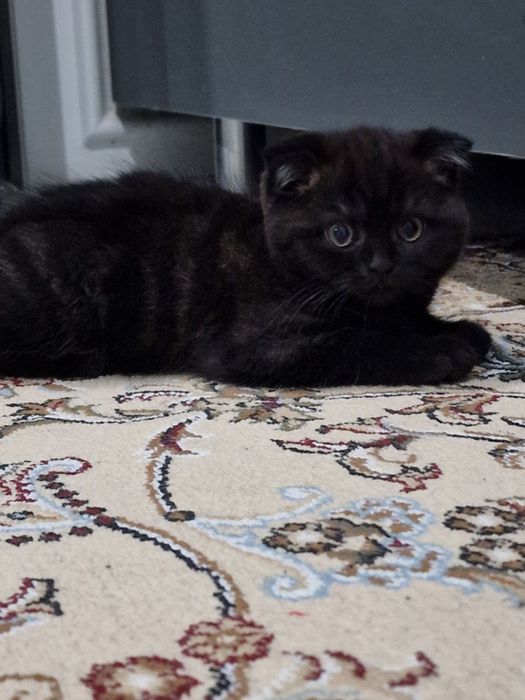 Scottish fold mushuklari sotiladi sumkasi blan
