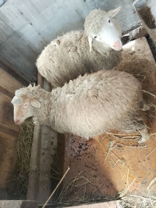 Қой обмен  жасайм