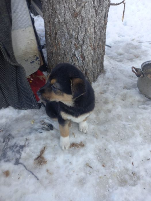 Кутятки девочки и мальчики