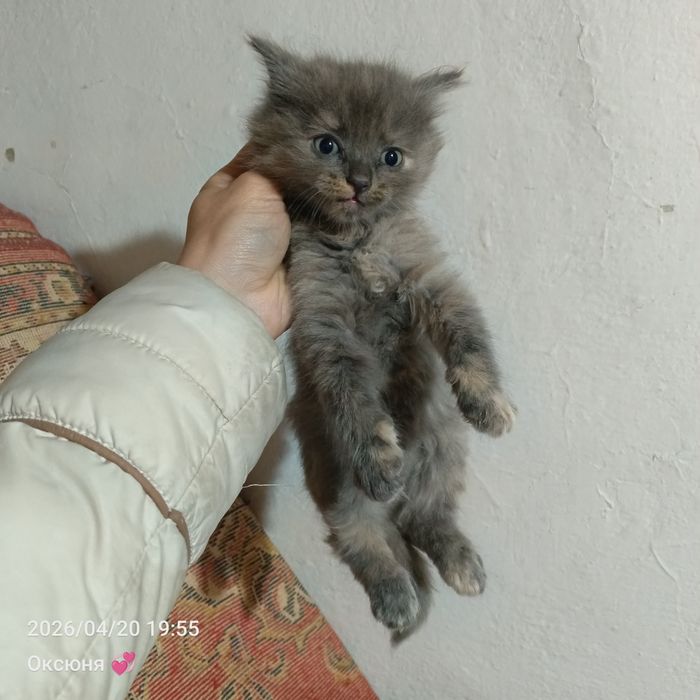 Котята сибирские