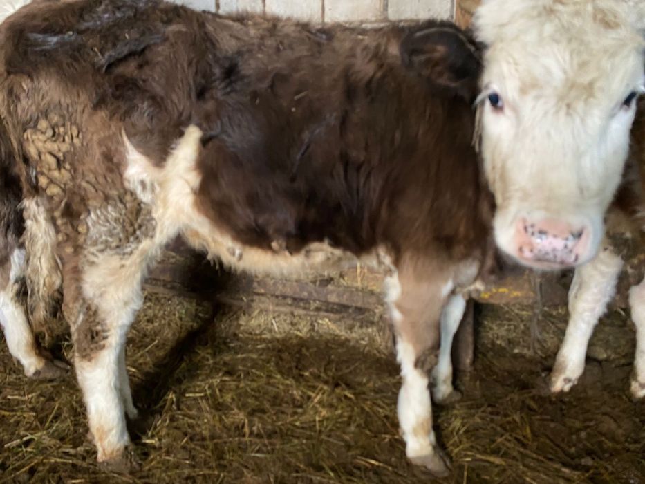 Продам бычки и телка