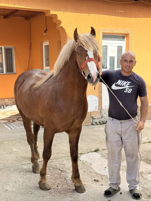 Vand carlan in varsta de un an jumatate