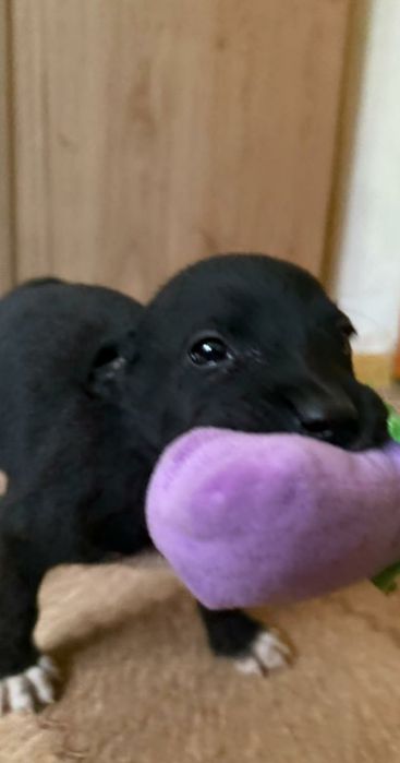 Щенок Срочно ищет дом