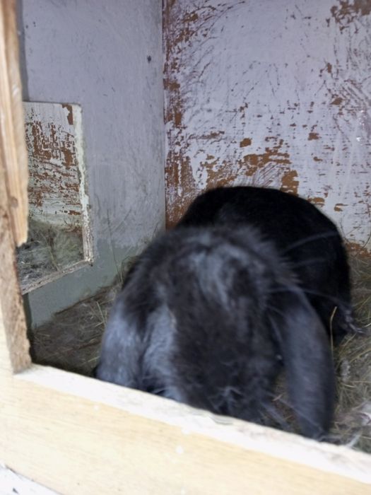 Кролики французский баран