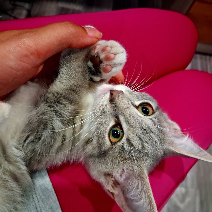 Отдам котёнка в добрые руки!!!