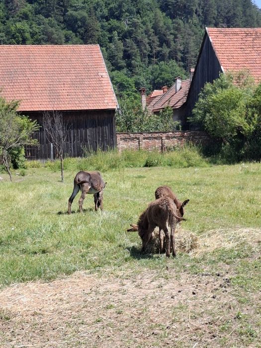 Magarite si un armăsar de vânzare