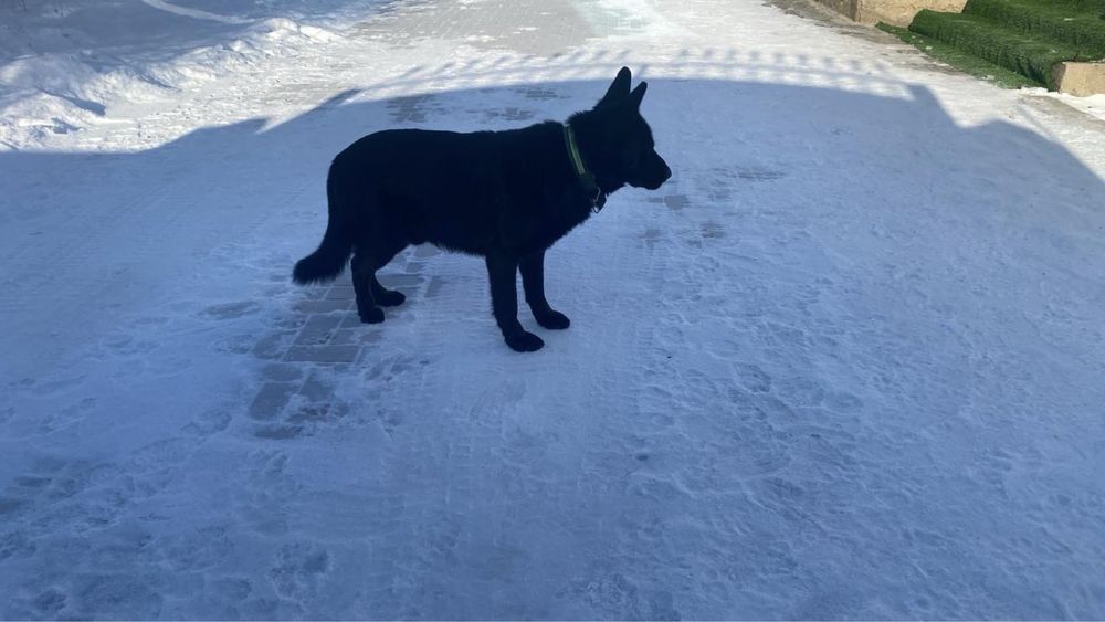 Вязка черной немецкой овчарки