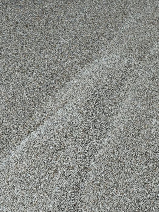 Vând grâu și triticale producție 2025