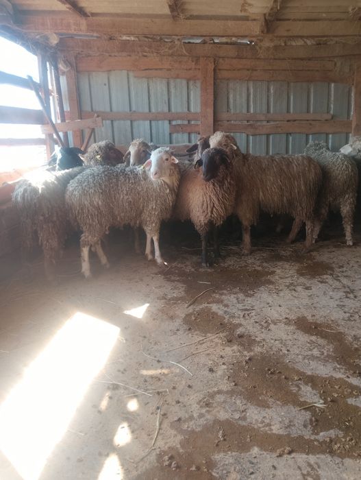 Продаются бараны