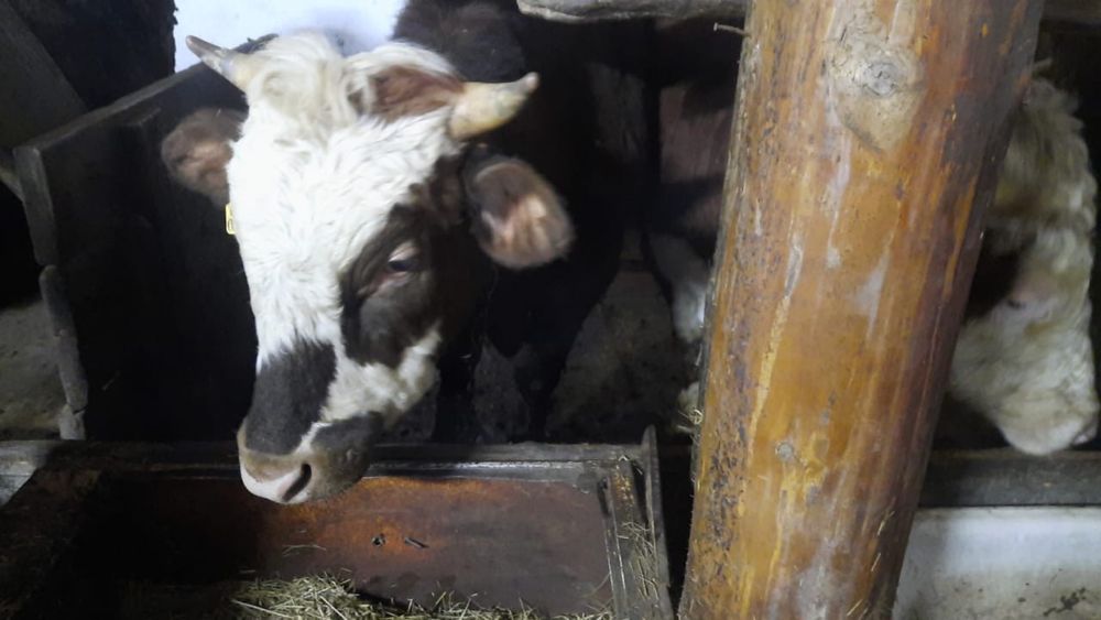 Продаётся откормленный бык