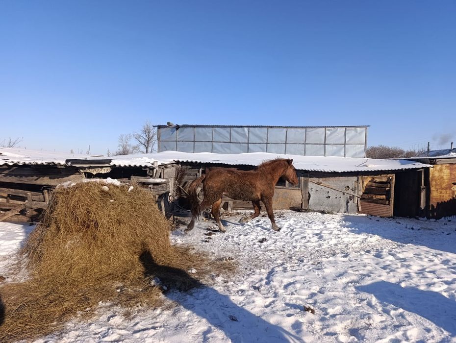 Продам кунан на племя