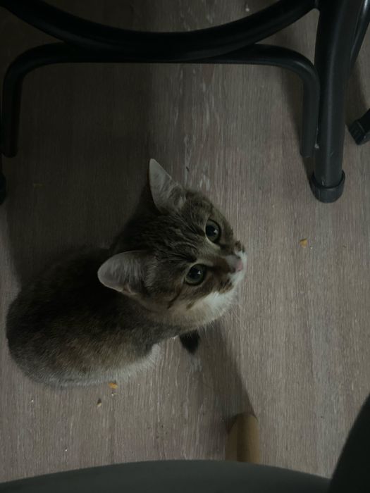 Кошка,отдам в хорошие руки