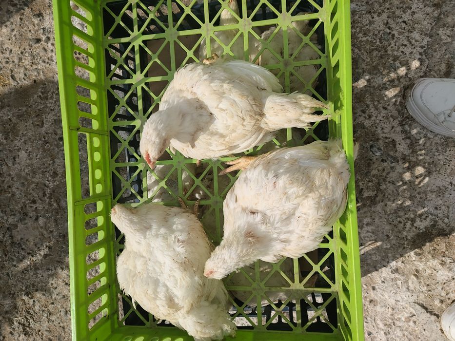 Pui alb de carne și rasa mixta