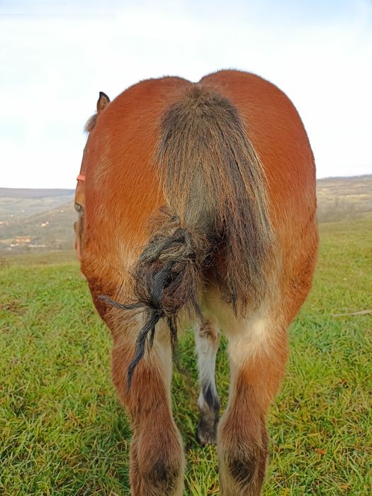 Vind mînz de șapte luni