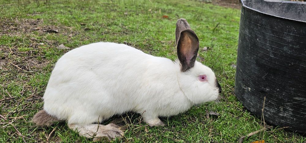 Urias de Transilvania