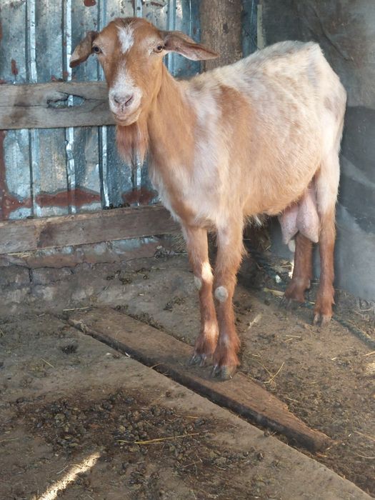 De vânzare 2 capre și 4 iezi