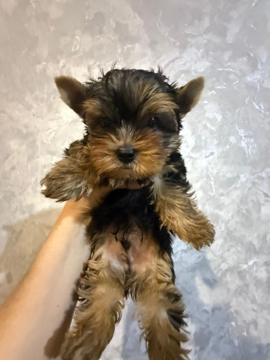 Йоркширский терьер мальчик