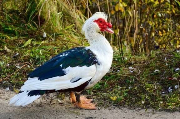 Induk õrdak induvutka tuxumlari bor