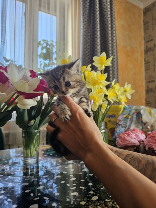 Шотландцы вислоушки.