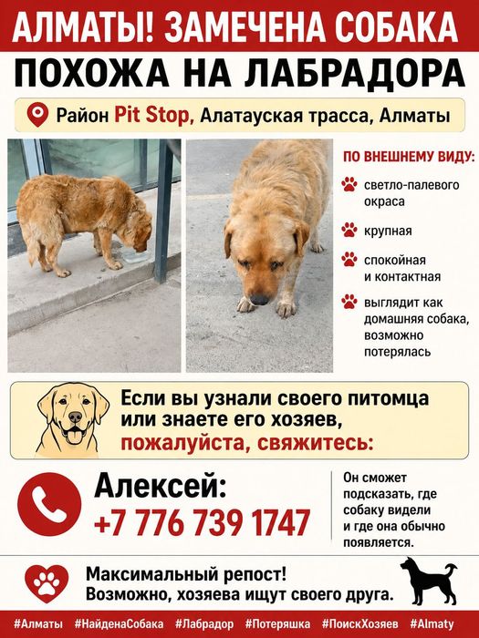 Найдена собака лабрадор