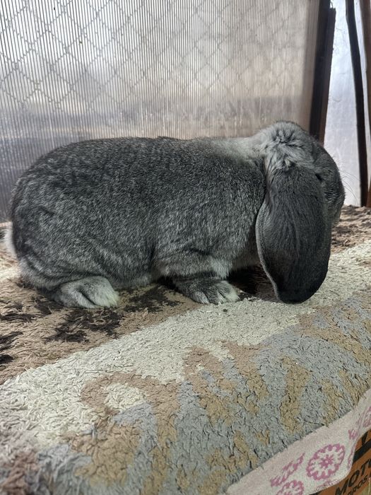 Iepuri berbec german