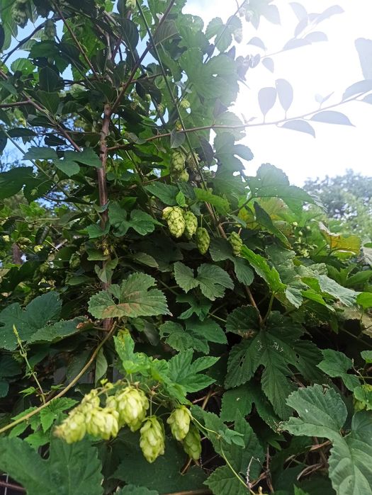 Хмель (шишки хмеля) сушеный