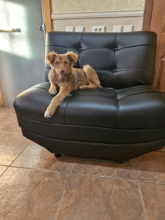 Отдам в хорошие руки