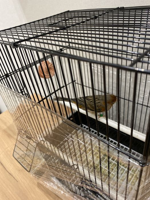 Канарейка сотилади полни сайрода