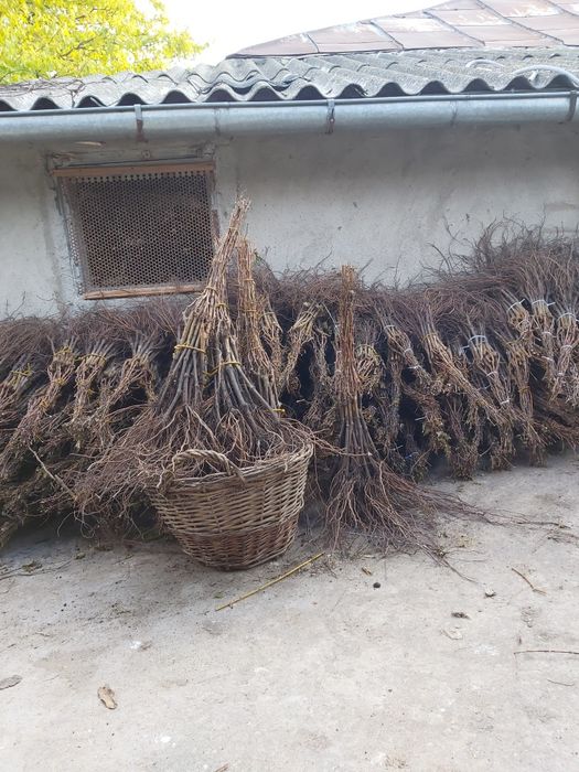 Vand butasi vita de vie altoita si hibrid