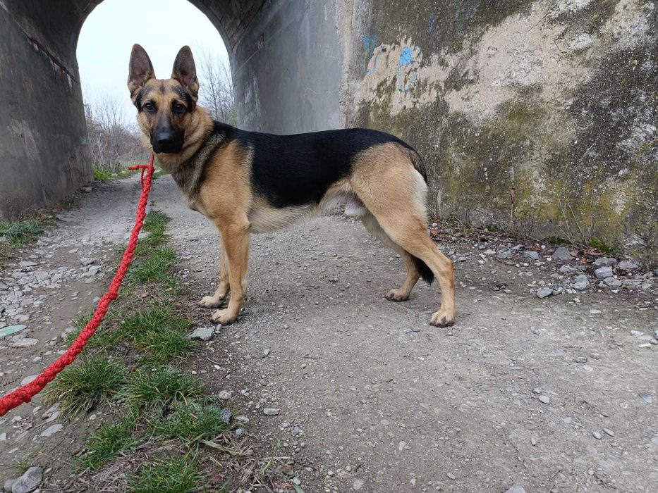 Dresaj canin si disciplina de baza