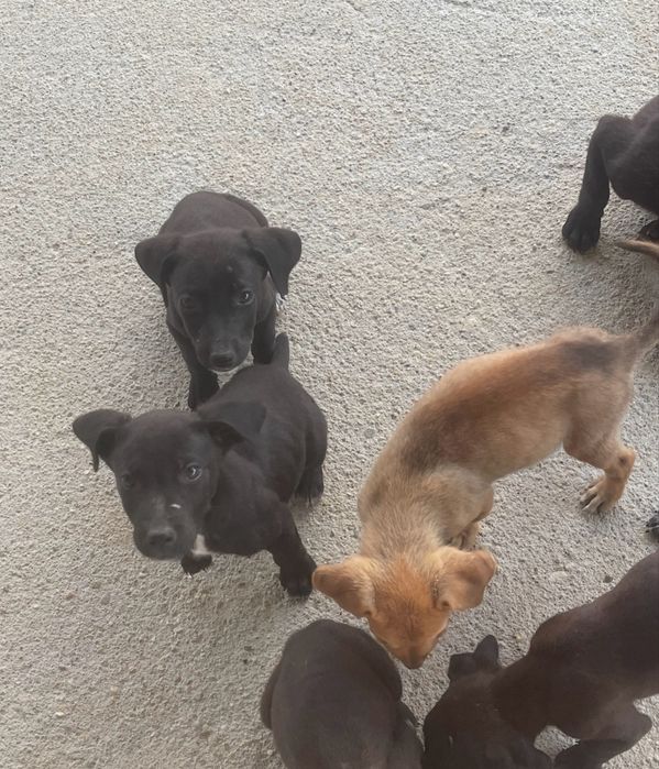 Căței spre adopție
